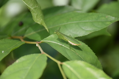 Tithrone roseipennis