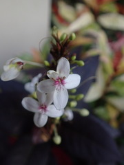 Pseuderanthemum carruthersii