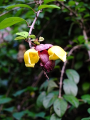 Gmelina philippensis