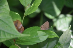 Hermeuptychia canthe