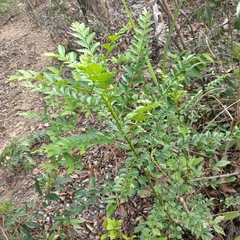Zanthoxylum avicennae