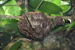 Apoica pallida