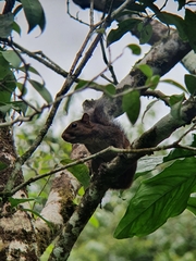 Sciurus deppei