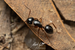 Camponotus lownei