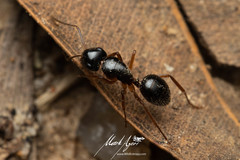 Camponotus lownei