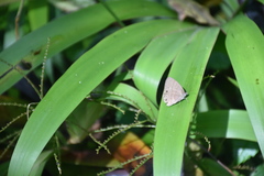 Hermeuptychia canthe