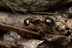 Camponotus lownei