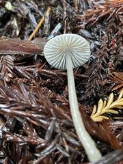 Mycena quiniaultensis