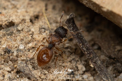 Meranoplus froggatti