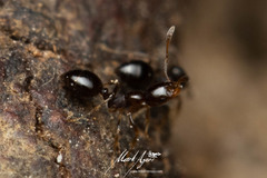 Monomorium sydneyense