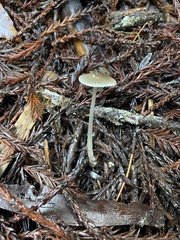 Mycena quiniaultensis