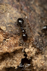 Monomorium sydneyense