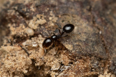 Monomorium sydneyense
