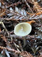 Mycena quiniaultensis