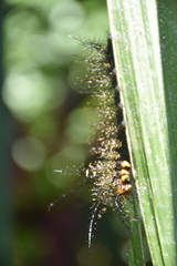 Pseudautomeris salmonea