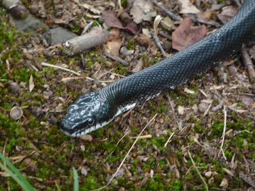 Photo of a Eastern Rat Snake (Pantherophis alleghaniensis)