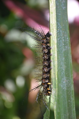 Pseudautomeris salmonea