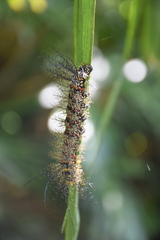 Pseudautomeris salmonea