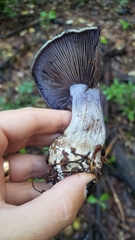 Thaxterogaster purpurascens