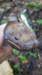 Thaxterogaster purpurascens