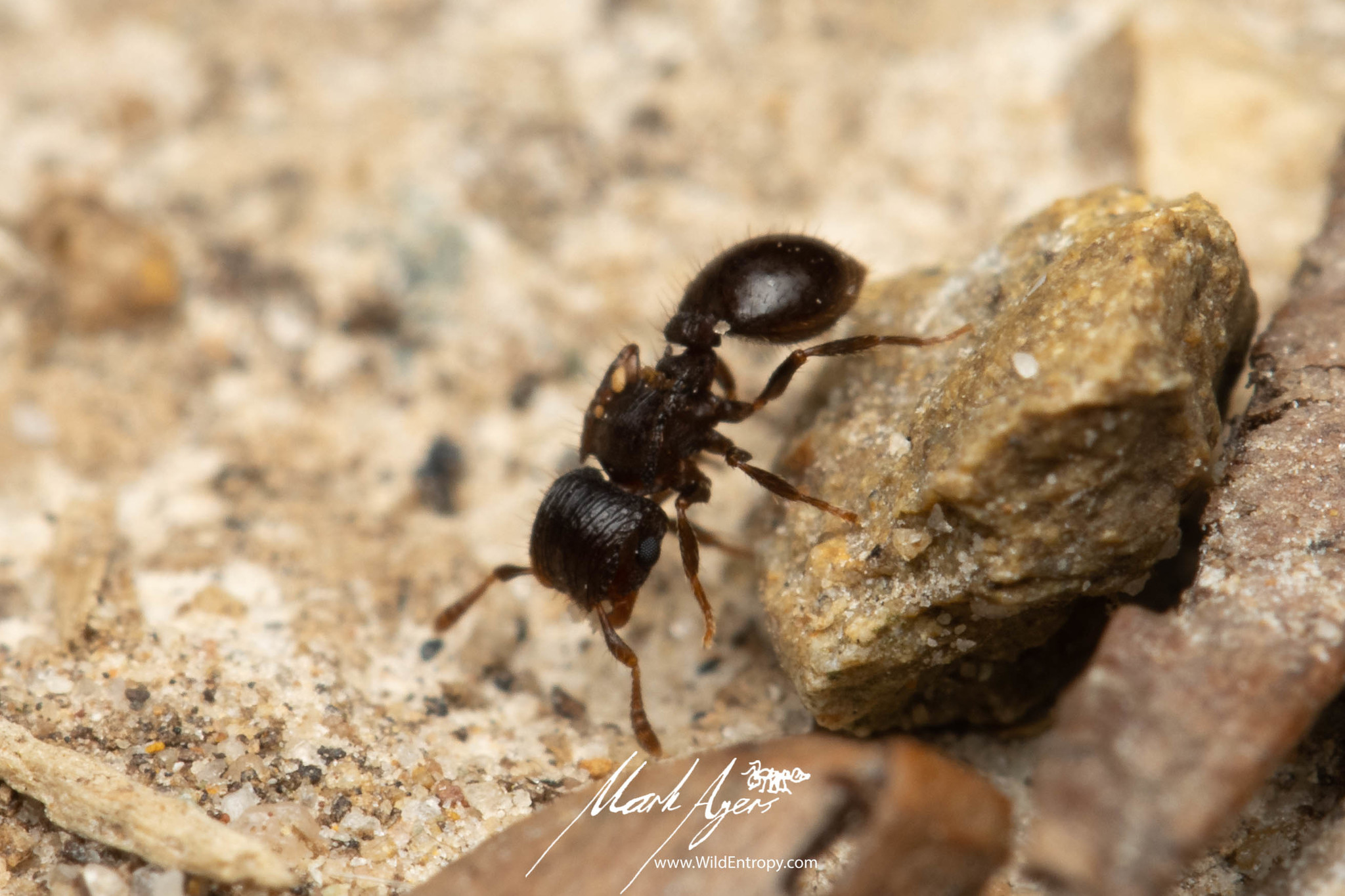 Meranoplus mjobergi