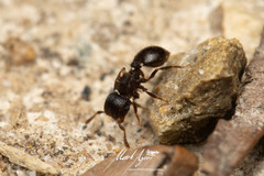 Meranoplus mjobergi