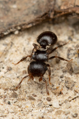 Meranoplus mjobergi