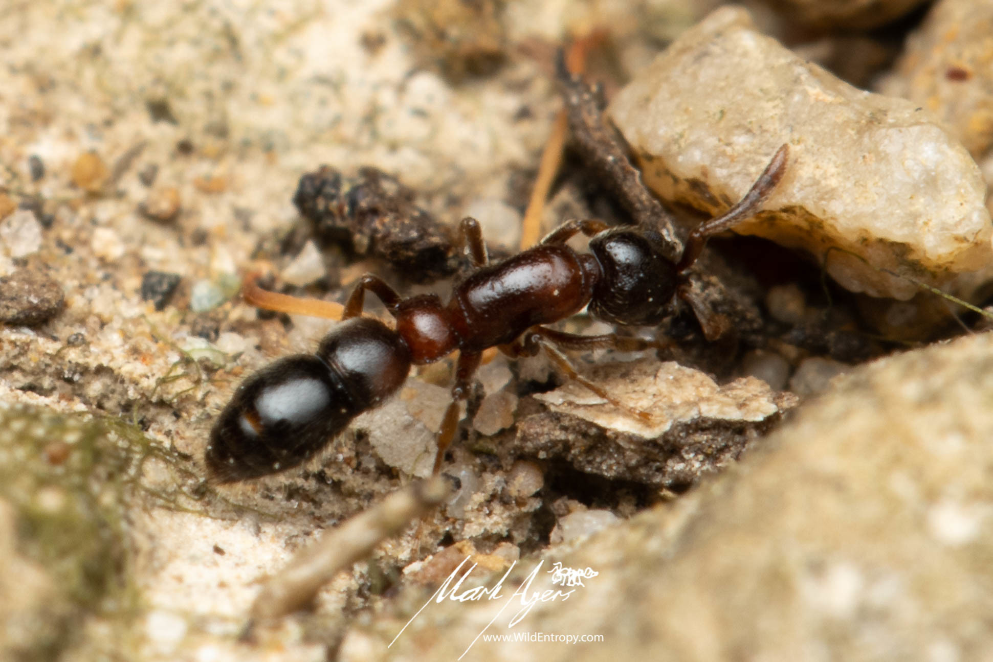 Lioponera longitarsus