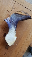 Thaxterogaster purpurascens