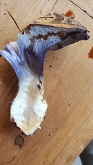 Thaxterogaster purpurascens