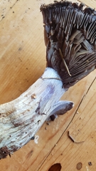 Thaxterogaster purpurascens