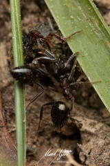 Notoncus ectatommoides