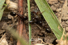 Notoncus ectatommoides