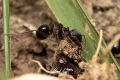 Notoncus ectatommoides