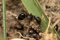 Notoncus ectatommoides