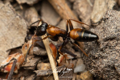 Opisthopsis picta