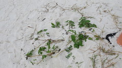 Ipomoea imperati