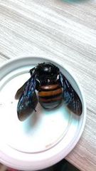 Xylocopa frontalis
