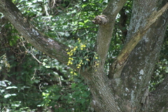 Gomesa bifolia