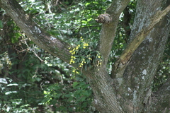 Gomesa bifolia