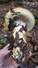 Cortinarius ponderosus