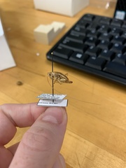 Ceuthophilus fusiformis