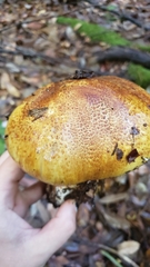 Cortinarius ponderosus