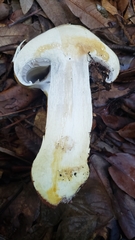 Cortinarius ponderosus