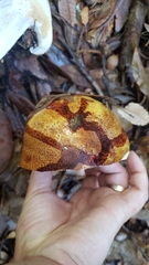 Cortinarius ponderosus