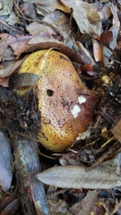 Cortinarius ponderosus