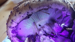 Cortinarius ponderosus