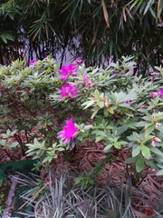 Rhododendron pulchrum phoeniceum