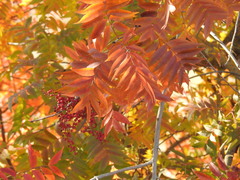 Angiospermae