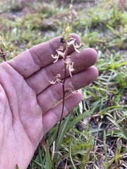 Arthrochilus irritabilis